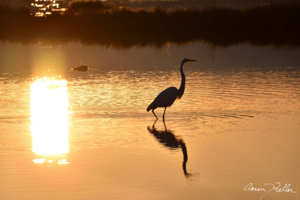 Golden Great Egret