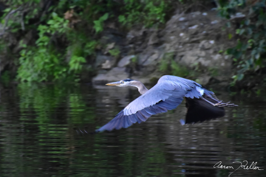 Great Blue Heron in Flight