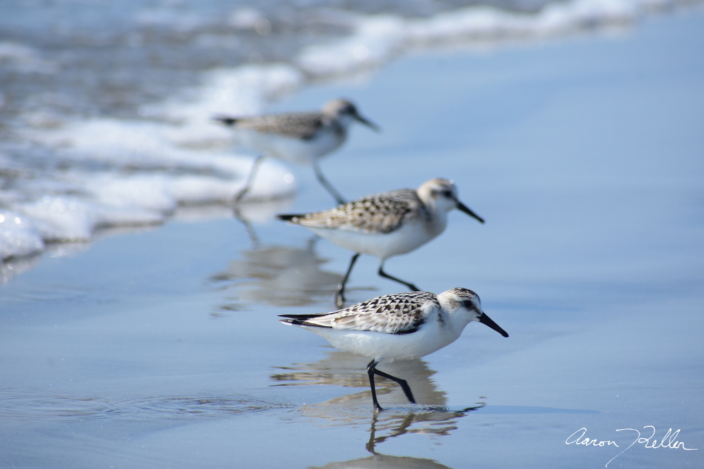 Sanderlings in a Row