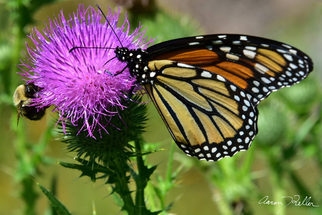 Monarch and Bee Dining Together
