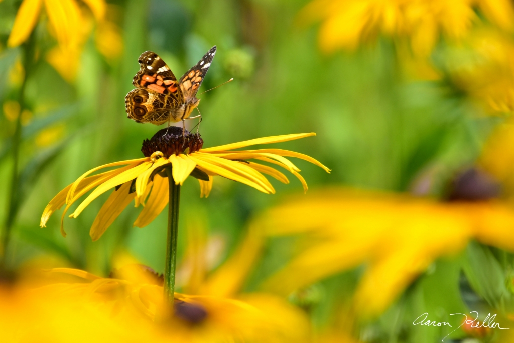 Painted Lady on a Black-eyed Susan
