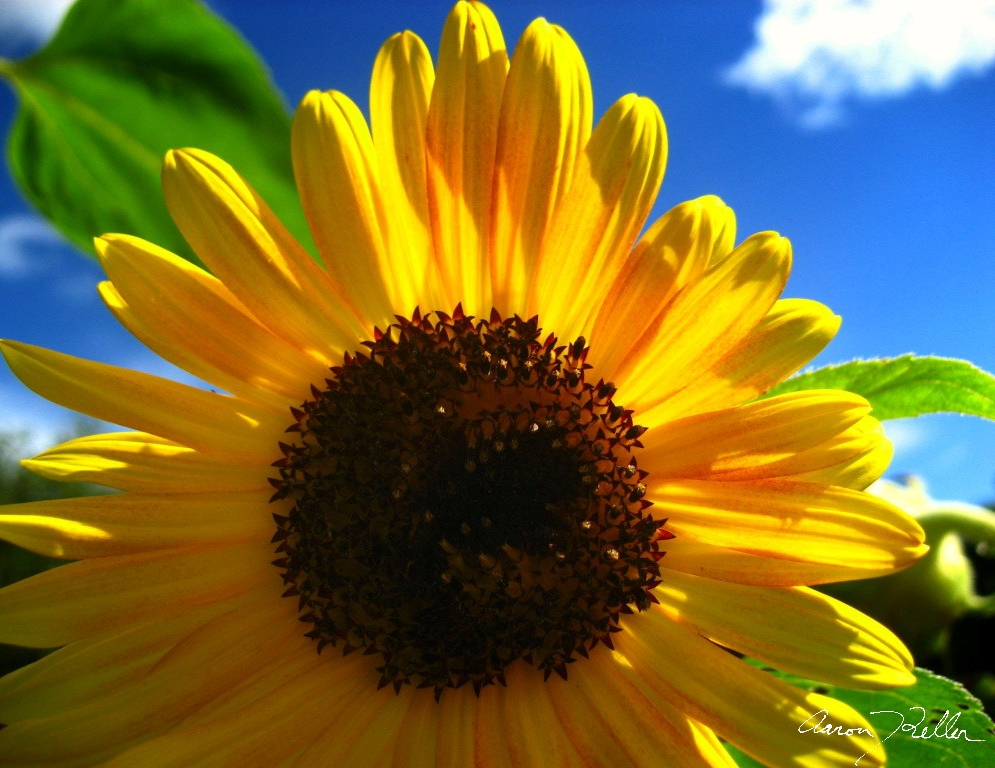 Sunflower 1