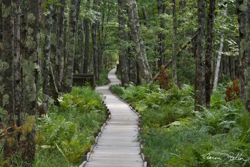 Jesup Path Boardwalk