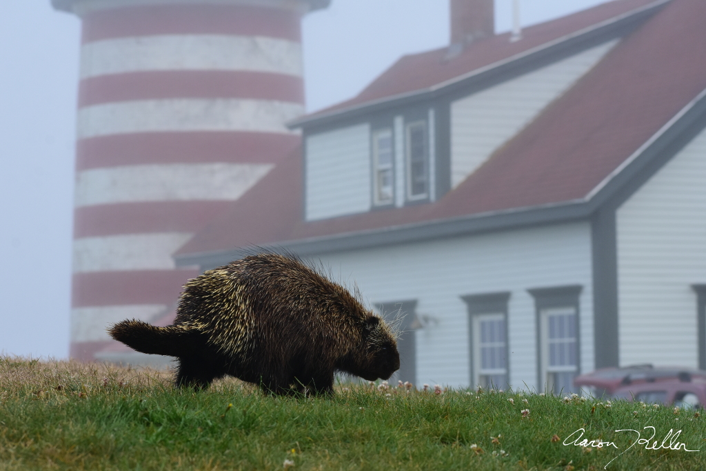Porcupine at West Quoddy Head Light