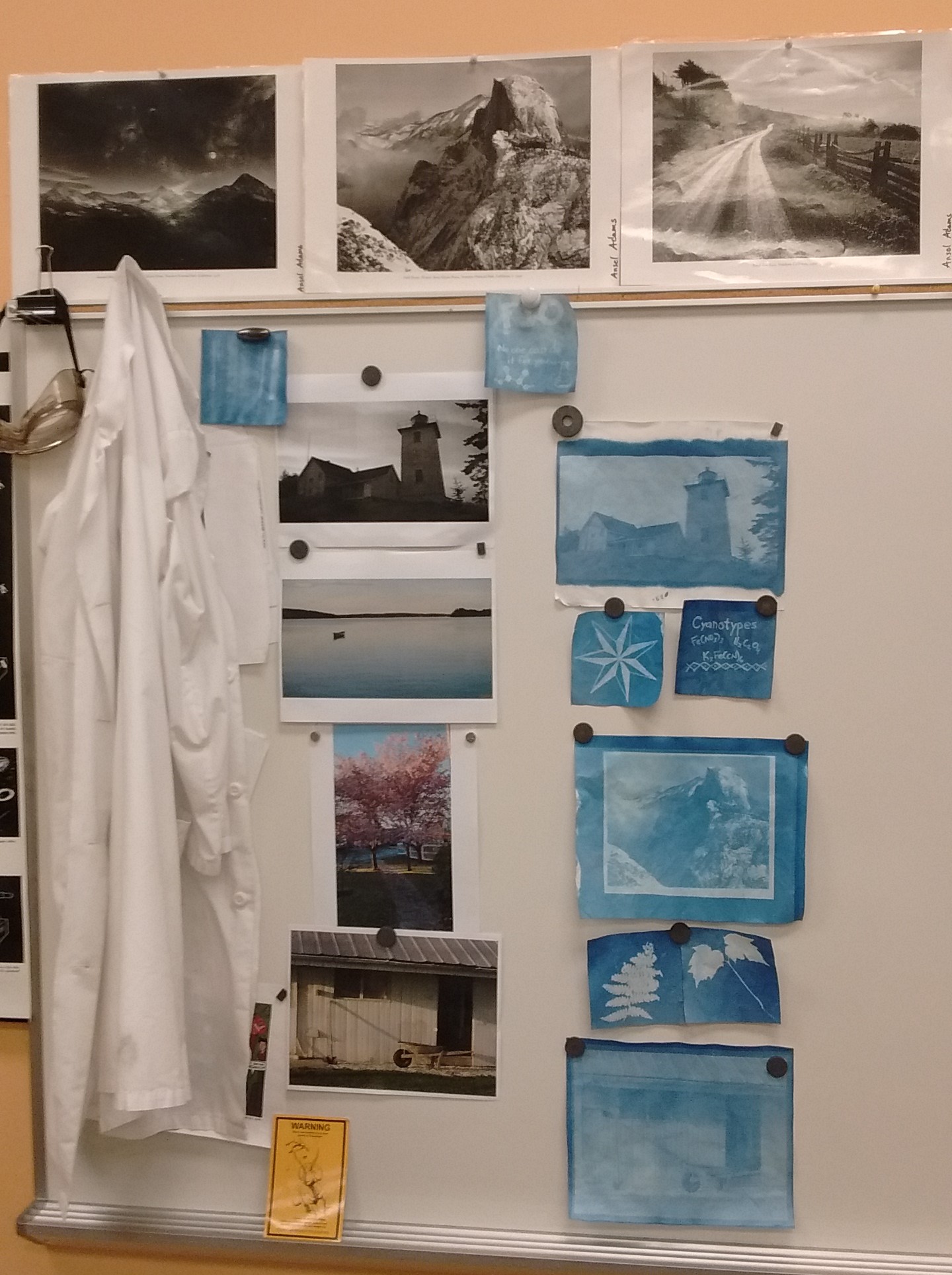 Cyanotypes Display (697K)